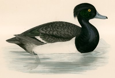 Canard huppé - Beverley R. Morris